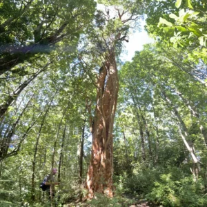 hostal-bella-vista-puerto-cisnes-arrayan-gigante