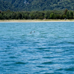 hostal-bella-vista-puerto-cisnes-navegacion-4